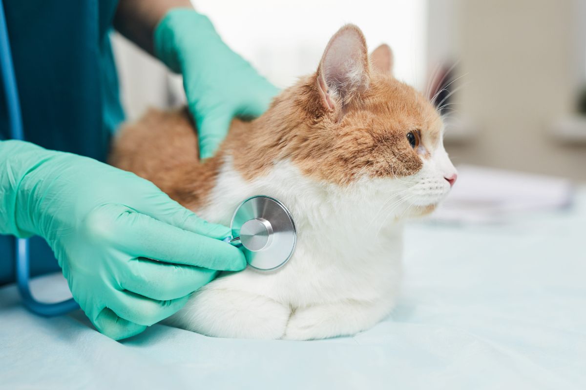 doctor examining the pet 6LYHYF4