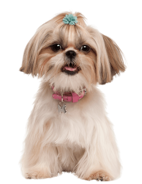 shih tzu 1 year old sitting in front of white back PYG6PJZ