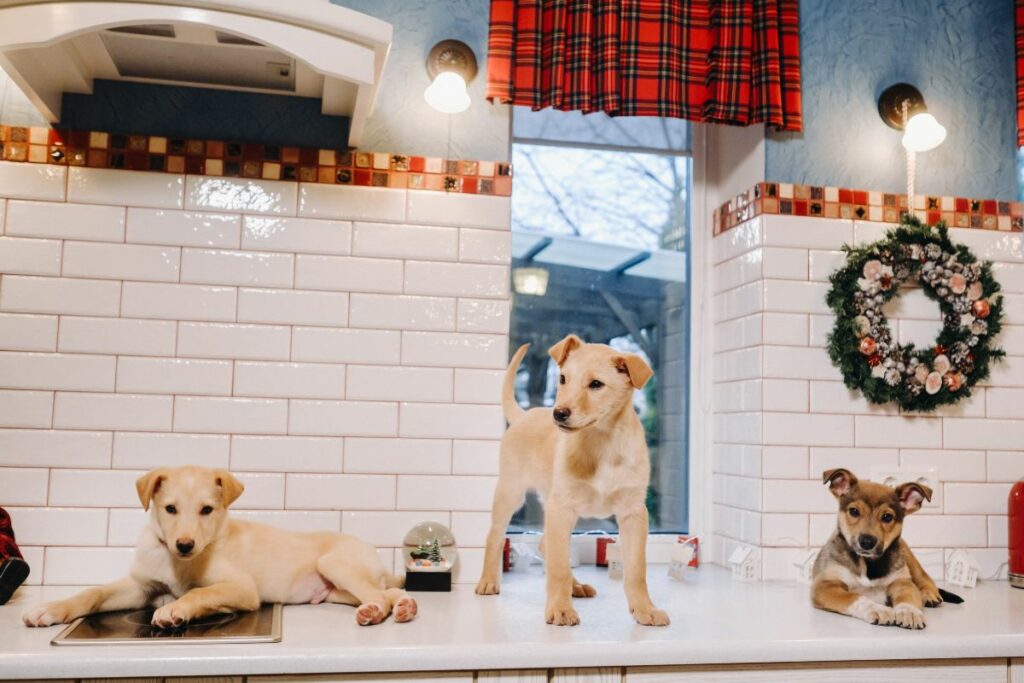 three puppies are lying on the countertop in the c PU7LGJ6