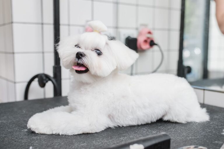 maltese dog at Pet Grooming Kits salon little smile dog